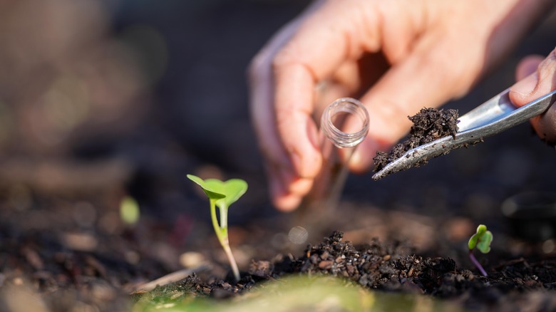 person taking a soil sample