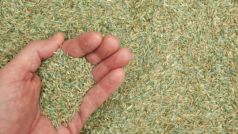 person holding grass seed