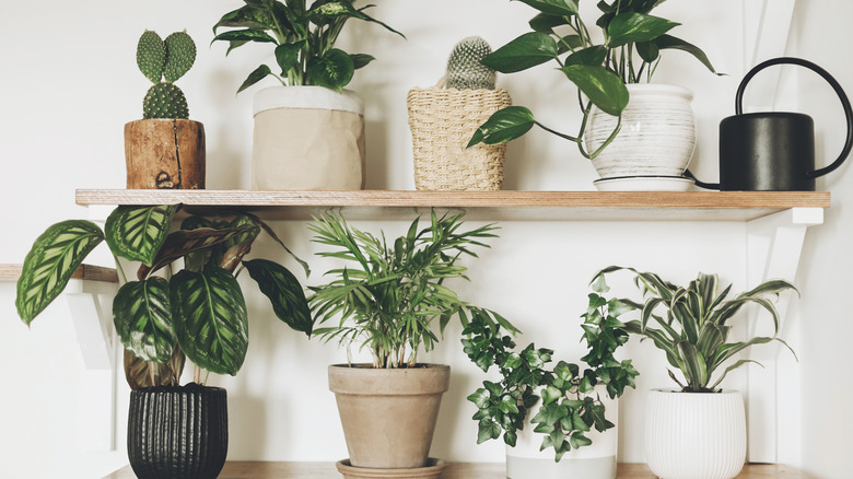 various potted plants on shelves