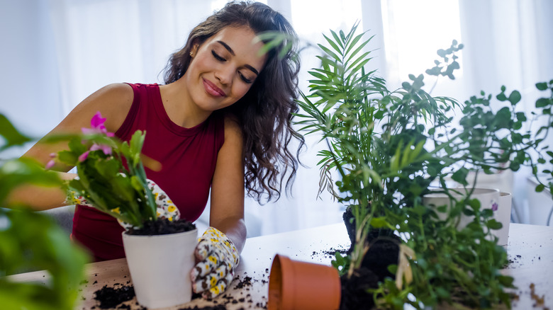 woman repotting plants in home