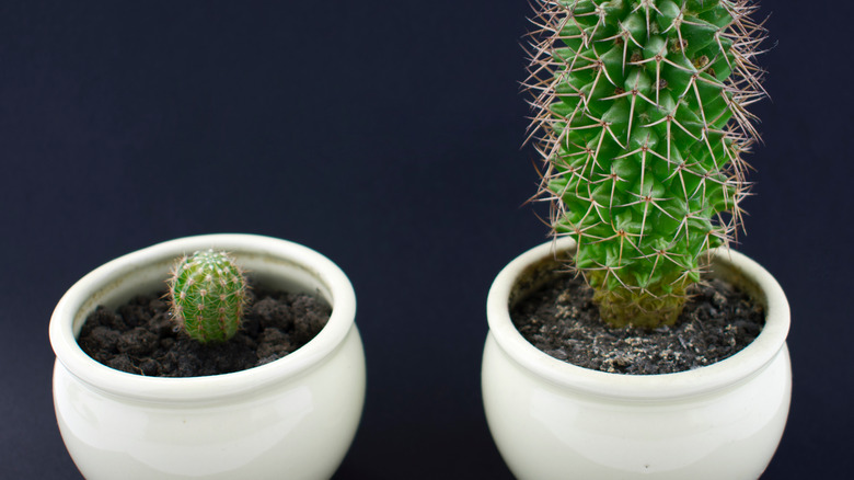 big and little potted cacti 