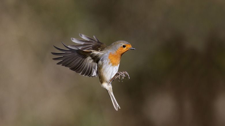 A bird flying through a yard