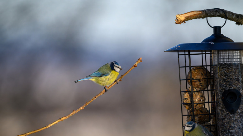 A bird perched on a bare branch near bird feeders