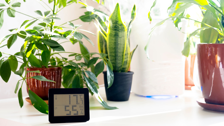 thermometer with house plants