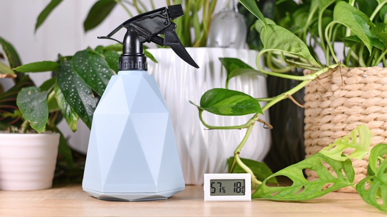 hygrometer with house plants