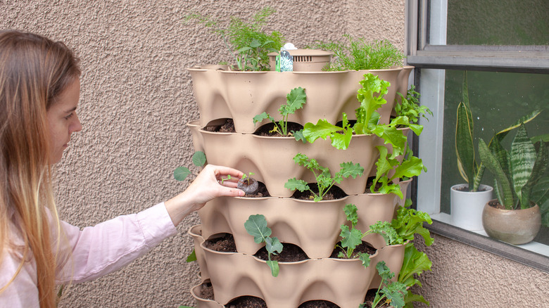 Woman tends herb planter