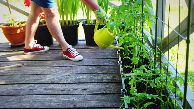 Woman waters patio plants