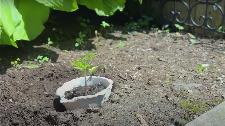 transplanted seedlings in a biodegradable pot