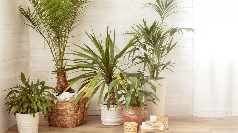 Tall plants on floor.