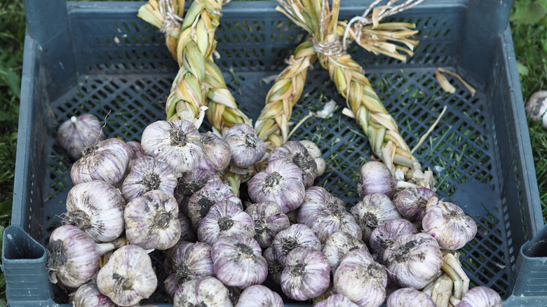 braided garlic