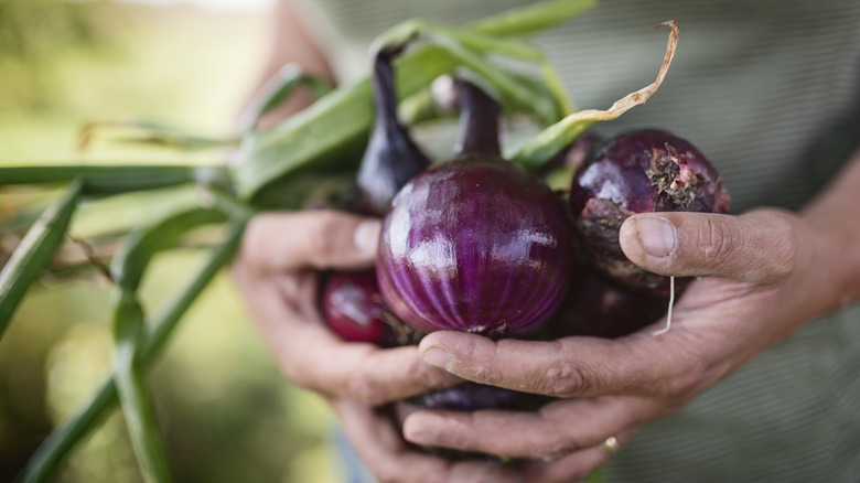 freshly picked onions