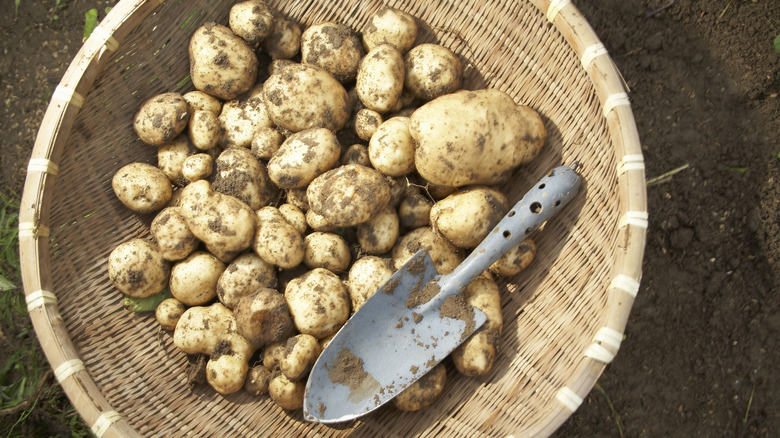 harvested potatoes