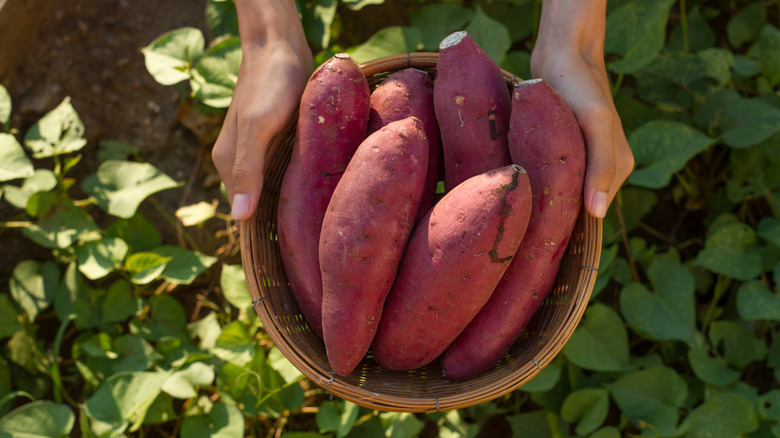 harvested sweet potatoes