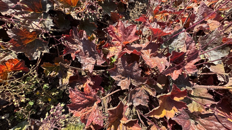 Red heuchera leaves