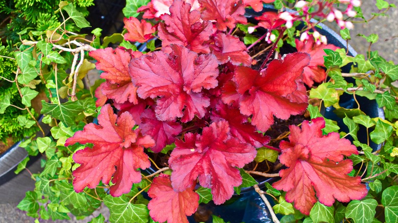 Heucheras in container