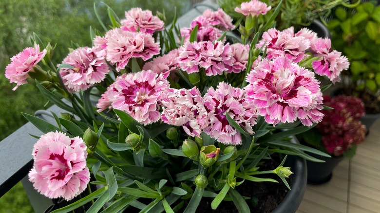 carnations blooming in pot