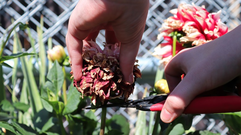 deadheading a spent carnation