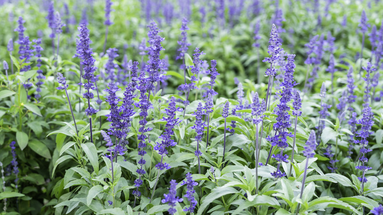 field of blue salvia