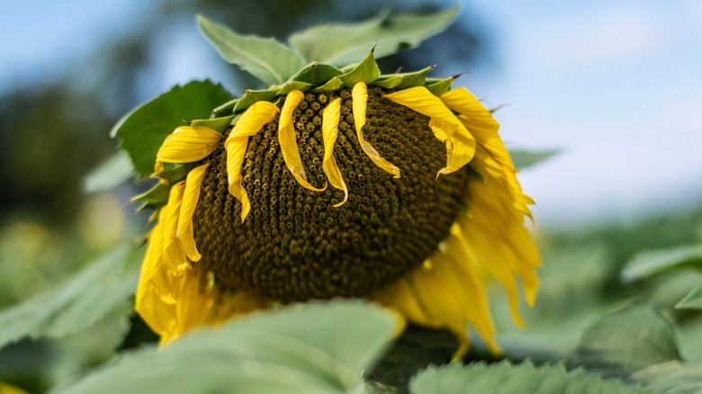 Drooping sunflower