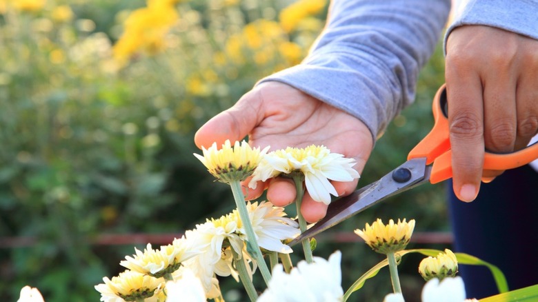 Woman cutting chrysanthemum flower heads