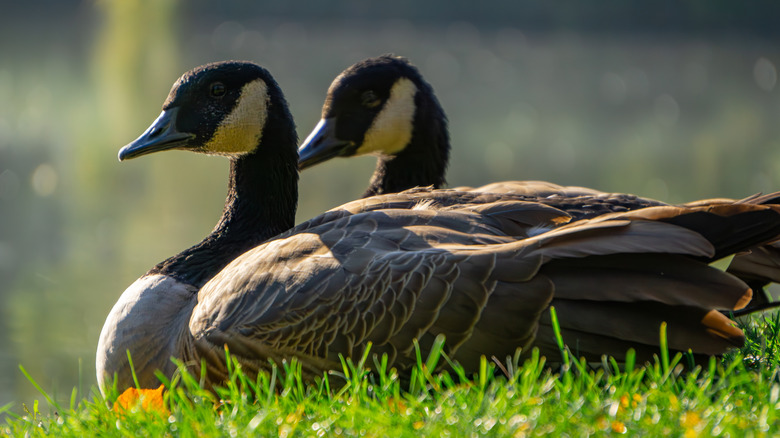 Two Canada geese lying in grass