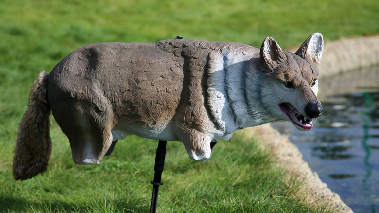 Coyote decoy at the edge of a pond