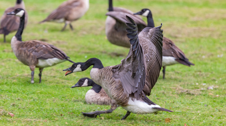 A group of Canada geese on grass