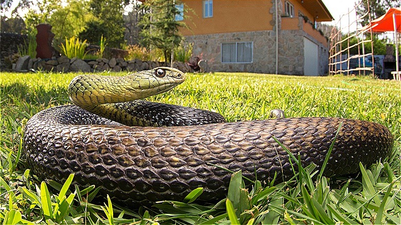Snake on grassy yard 