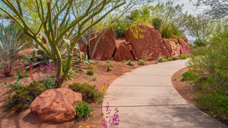 attractive desert garden