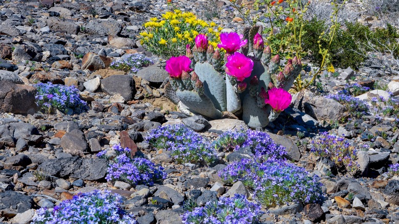 colors in a desert garden