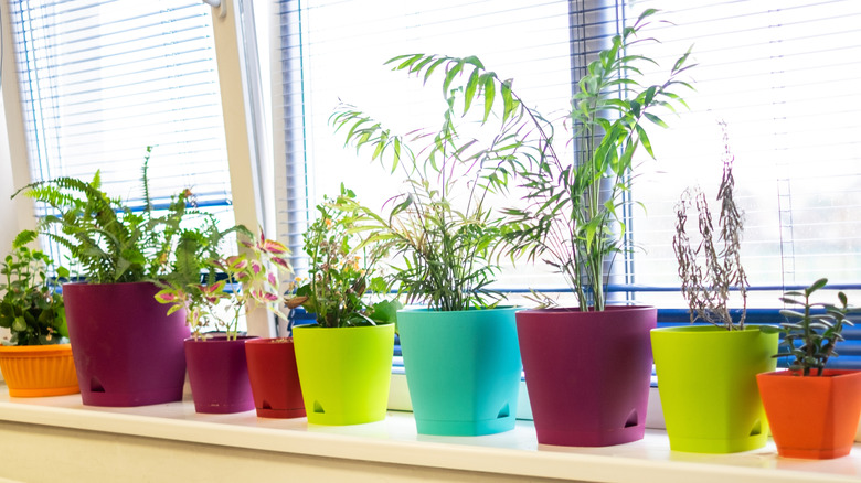 Orange, purple, yellow, and blue planters of varying sizes holding indoor plants sit on a white window sill in front of three windows with the blinds open.