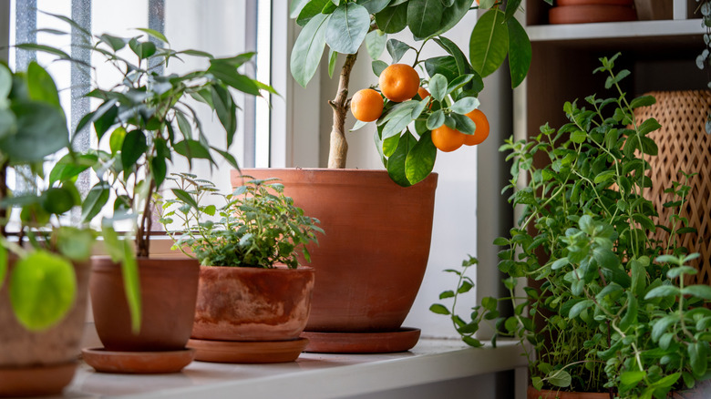 Four indoor plants in pots sit on a white shelf at the window with another green indoor plant on the floor to the right.