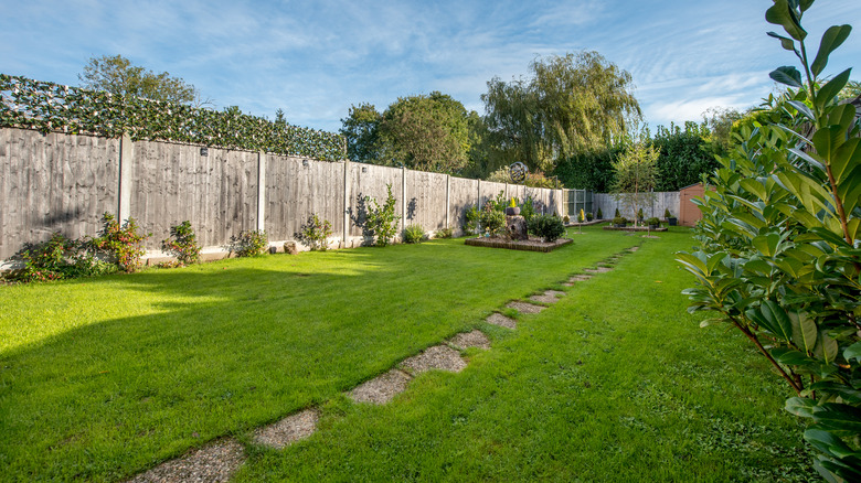 A lush, green backyard lawn