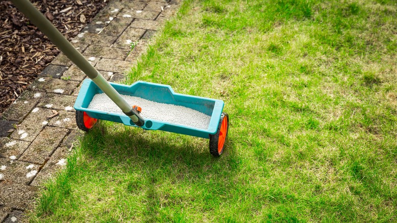 fertilizing a patchy lawn