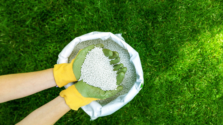 A person fertilizing a lawn