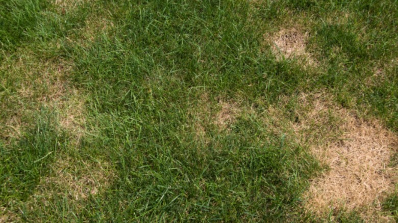 Lawn with fungus patches