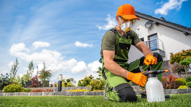 Person applying fungicide to lawn