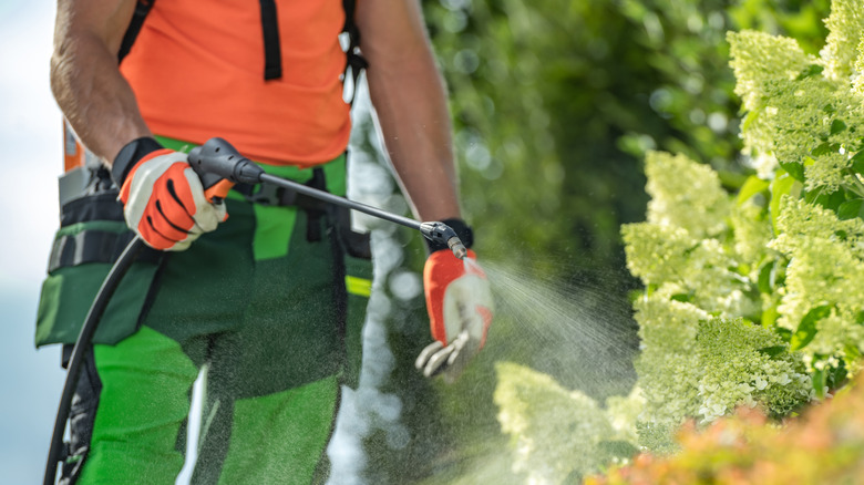 Person spraying fungicide