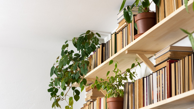 plants and books open shelving