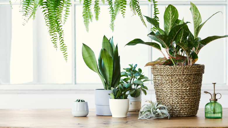 plants on wooden counter