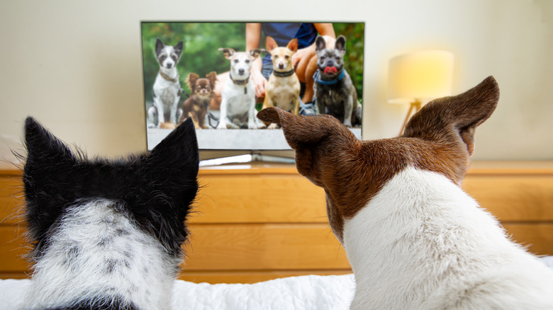 dogs watching TV 