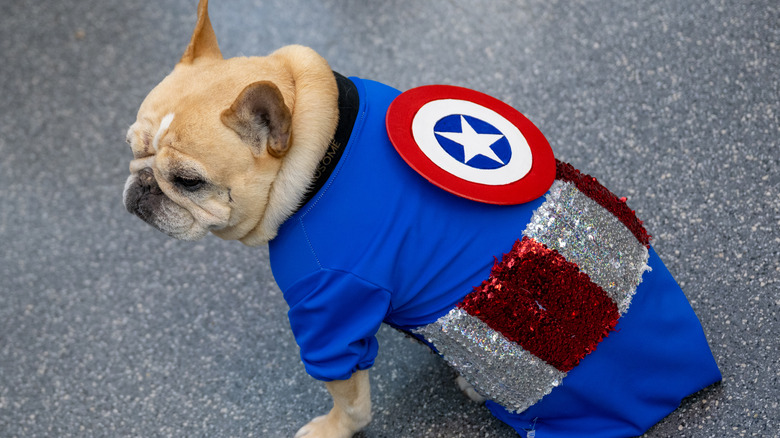 Dog in Captain America outfit 