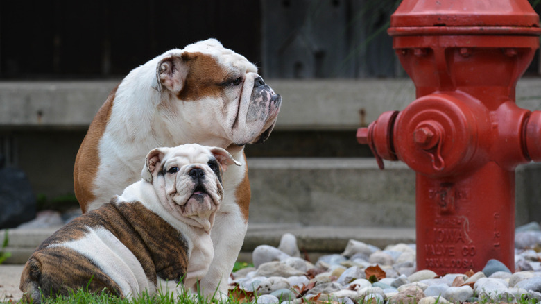 Bulldogs next to fire hydrant 