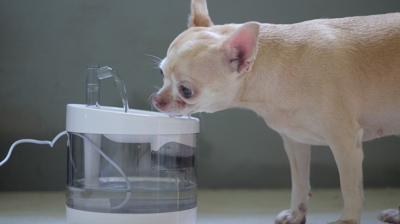 dog drinking from fountain 