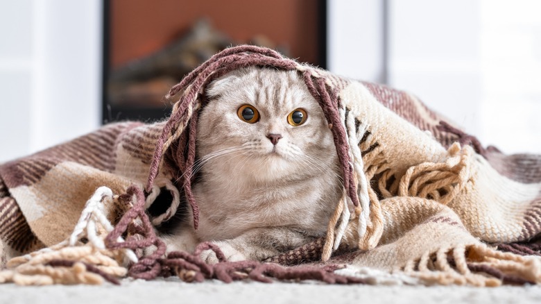 cat under cozy blanket