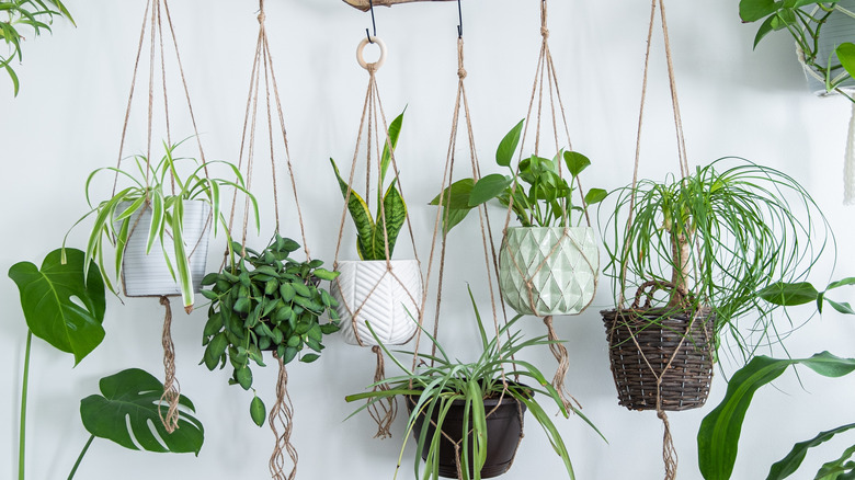 hanging planter baskets in macrame 