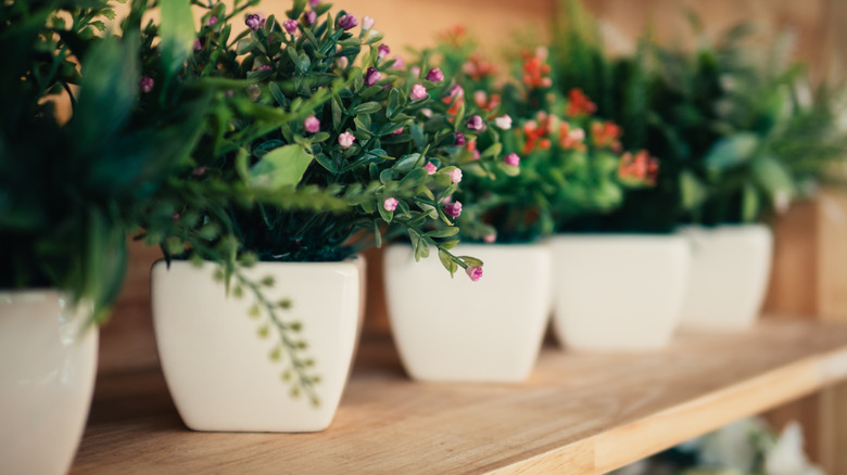 potted plants on shelves