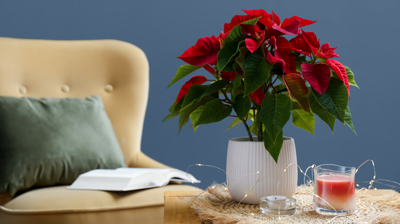 poinsettia in white pot