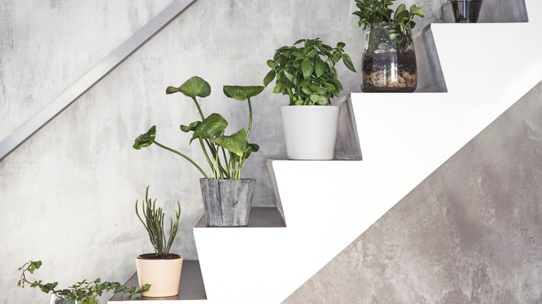 potted plants on floating staircase