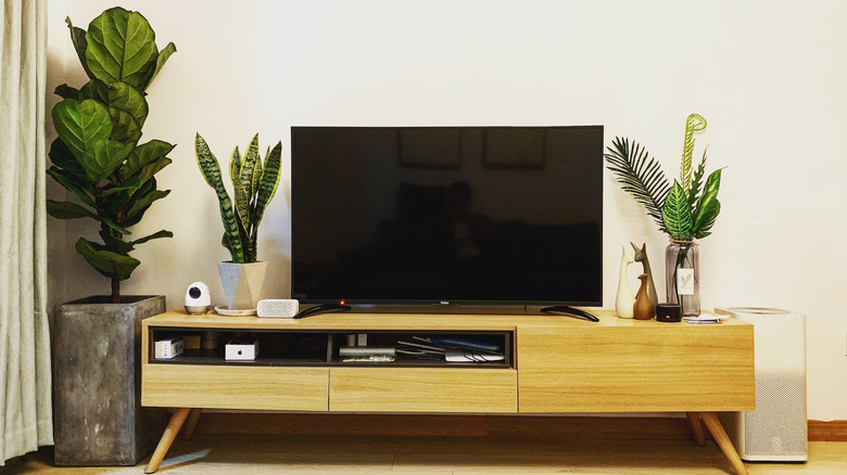 plants around television stand